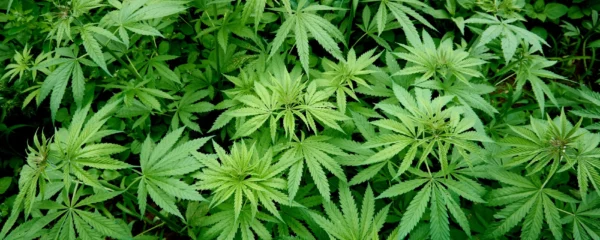 quels-sont-les-risques-d-une-temperature-trop-elevee-lors-de-la-vaporisation-de-produits-a-base-de-chanvre