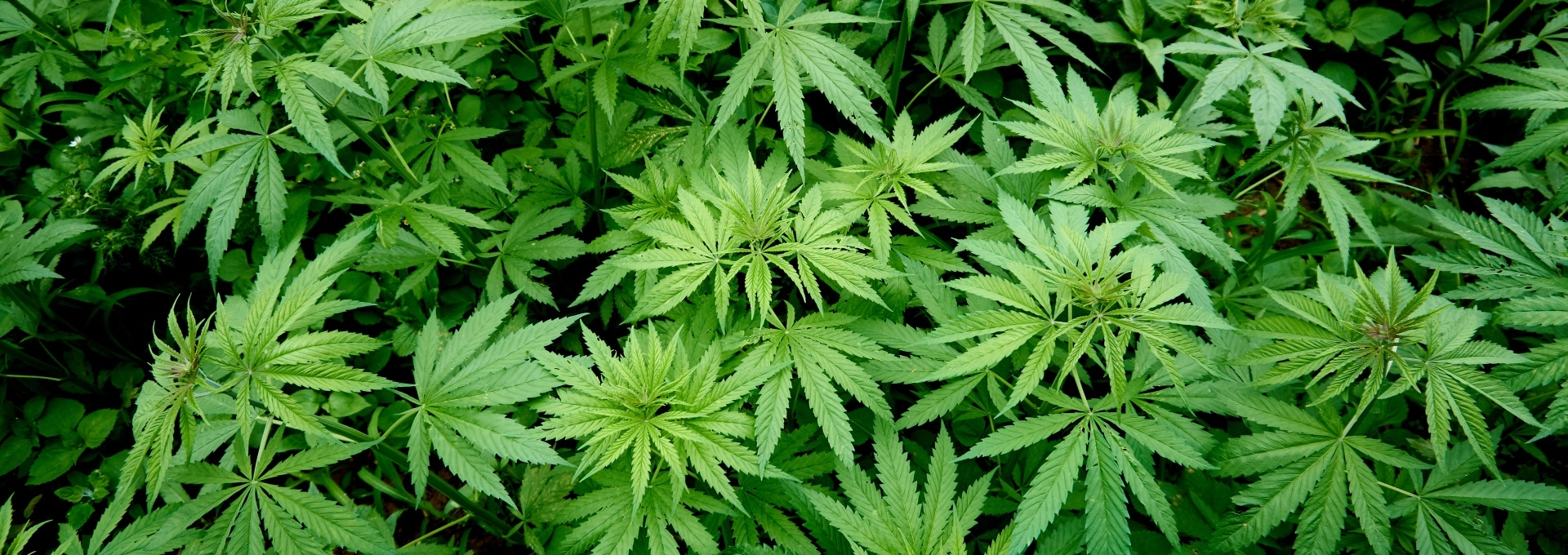 quels-sont-les-risques-d-une-temperature-trop-elevee-lors-de-la-vaporisation-de-produits-a-base-de-chanvre